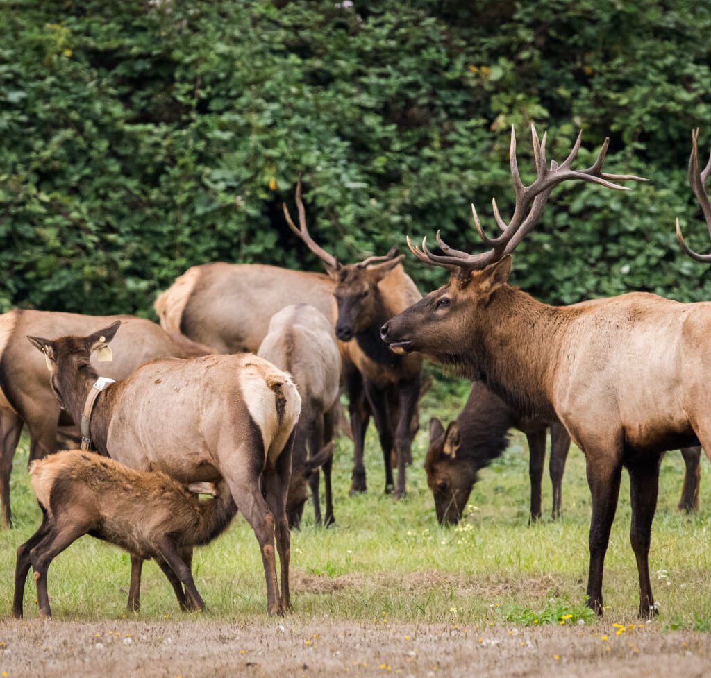 Elk Country RV Resort